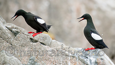 BB 15 0478 / Cepphus grylle / Teist